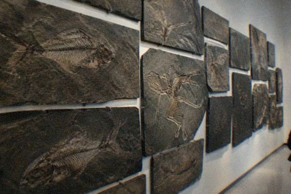 Paleozoological Museum of China