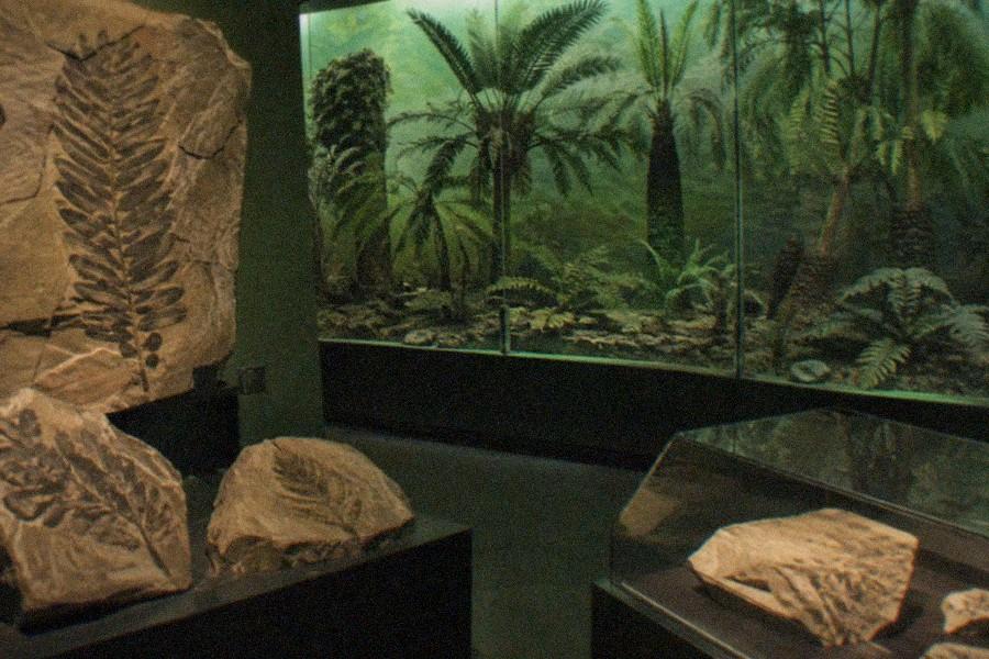 A tall sauropod dinosaur skeleton mounted on a metal armature in a museum gallery