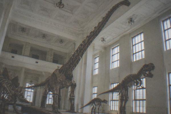 Dinosaur skeletons mounted in a large museum exhibition hall with high ceilings