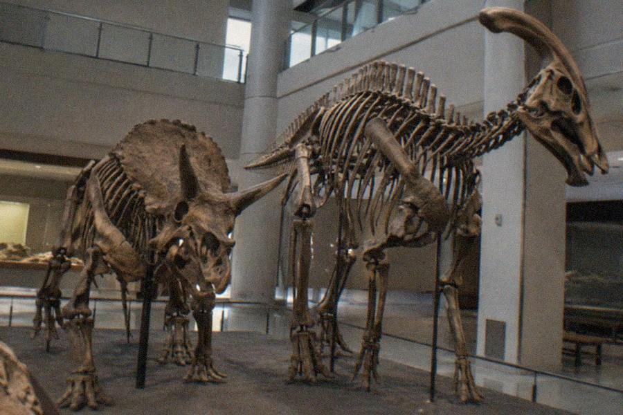 Fossil skeletons mounted in a glass-walled museum gallery
