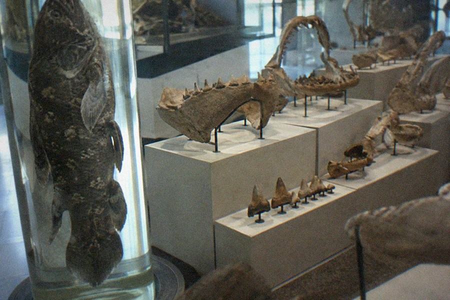 Ancient animal fossil display cases under warm gallery lighting