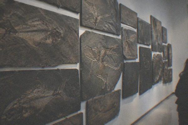 Dinosaur skeleton display in a Beijing museum exhibition hall