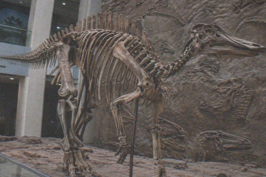 A fossil skeleton mounted in a glass-walled gallery of the Geological Museum of China with visitors walking past