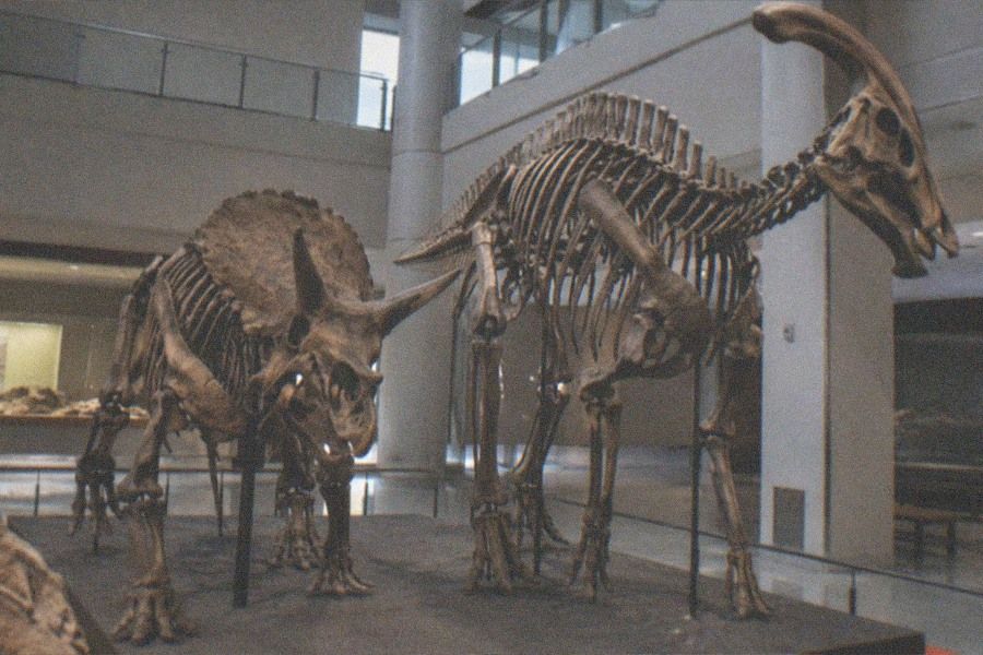 A mounted dinosaur skeleton towering over visitors in the main hall of the Paleozoological Museum of China
