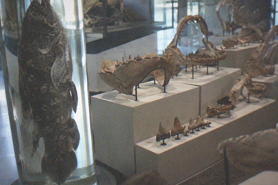 Families and schoolchildren viewing fossil specimens in a display case at the Paleozoological Museum of China